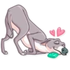 Kermit The Dog 21
