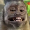 🐒 ChAnGuItOS RaNdOm 🐵 24