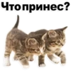 Kittens 24