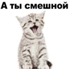 Kittens 25