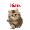 Kittens 27