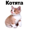 Kittens 28