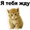 Kittens 29