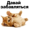 Kittens 30