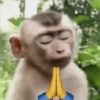 🐒 ChAnGuItOS RaNdOm 🐵 30