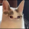 Cats 5