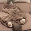 Cats 6