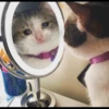 Cats 7