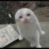 Cats 8