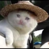 Cats 9
