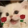 PiChIChOS MIX 2 🐈‍⬛🐶 8