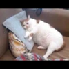 Cats 11