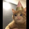 Cats 12