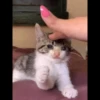 Cats 13