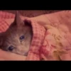 Cats 14