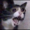 Cats 15