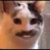 Cats 16