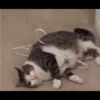 Cats 17