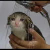 Cats 18
