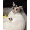 Cats 19