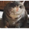 Cats 20
