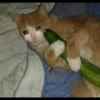 Cats 21