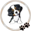 Perritos  Cute ✺3🇻🇪 23
