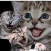 Mad Laugh 16