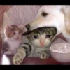 Cats 22