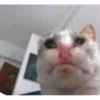 Cats 23