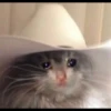 Cats 24