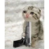 Cats 25