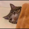 Cats 26