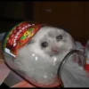 Cats 27