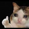 Cats 29