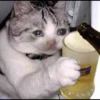 Cats 30