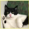 Gatitos💞4🇵🇪Clásica 5