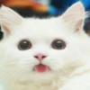 Catsuporolsya 7