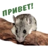 animalSmile 7