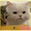 Gatitos💞4🇵🇪Clásica 6