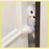 Gatitos💞4🇵🇪Clásica 7