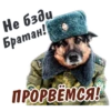 animalSmile 11