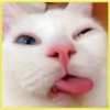 Gatitos💞4🇵🇪Clásica 8