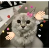 ✨❤️💖Nya 2!✨❤️💖 8