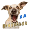 animalSmile 12
