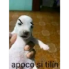 lo papu 7