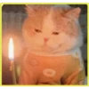 Gatitos💞4🇵🇪Clásica 9