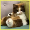Gatitos💞4🇵🇪Clásica 10
