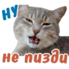 animalSmile 13
