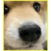 Perritos bonitos💞2🇵🇪Clásica 8